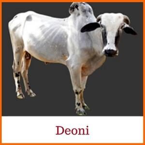 Deoni Indian Cow Breed