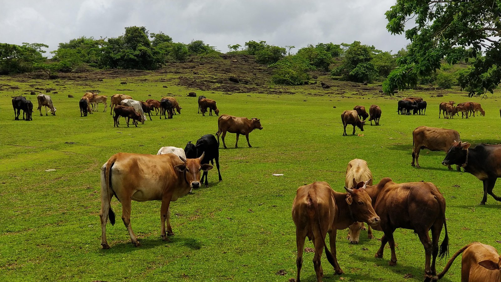 import-of-animal-feeds-down-13-financial-tribune