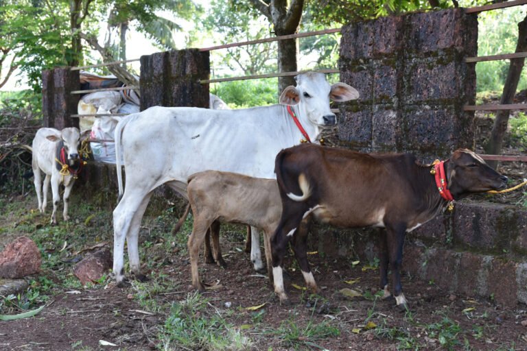 2. Cows being tied with new Bells