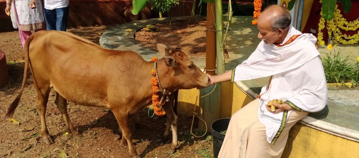 Kapila Desi cow calf