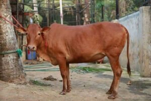 Vechur Indian Breed Cow