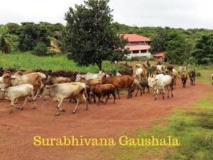 cow shelter gaushala