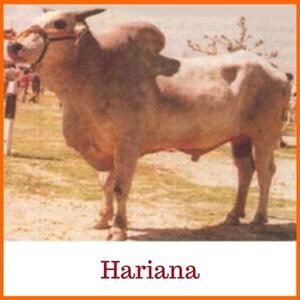 Hariyana Indian Breed Cow