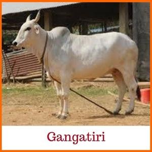 Gangatiri Indian Breed Cow