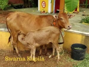swarna Kapila Indian Cow