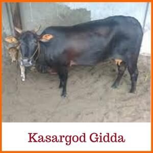 Kasargoad Gidda | Dwarf Indian Cow