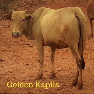 Golden Kapila Indian Cow