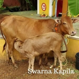 Swarna Kapila Indian cow
