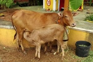 Kapila Cow Calf