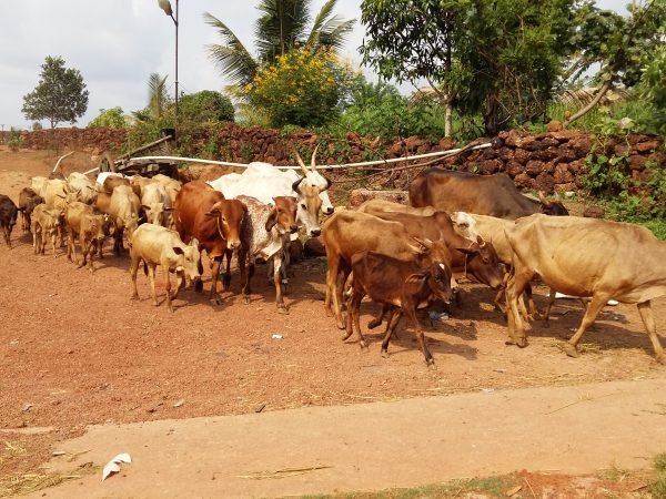 Cows Grazing at Surabhivana