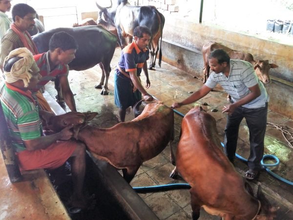 Vaccination of Cows at Surabhivana - 1