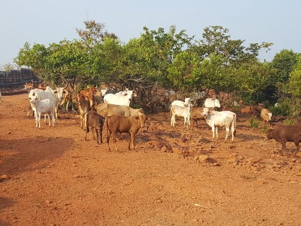 Save Indian Cows, Surabhivana