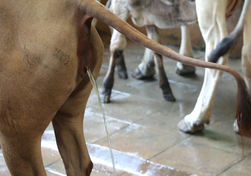 Cow Urine Therapy for weight loss