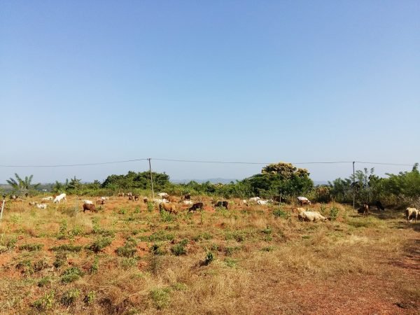 cows-left-for-grazing-in-gaushala