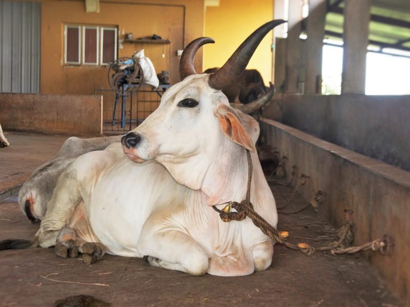 Indian Breed of Cows