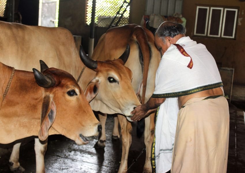 Guruji feeding cows after gaupuja