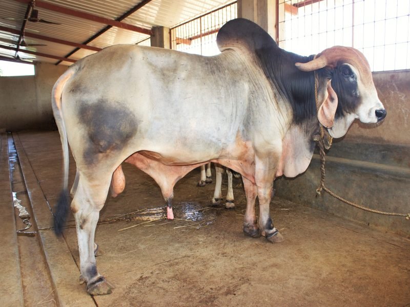 Gomutra Treatment Cowpathy Cancer