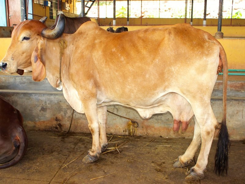 Save Indian Cows - 4