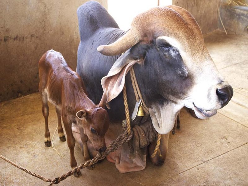 cow and calves at surabhivana