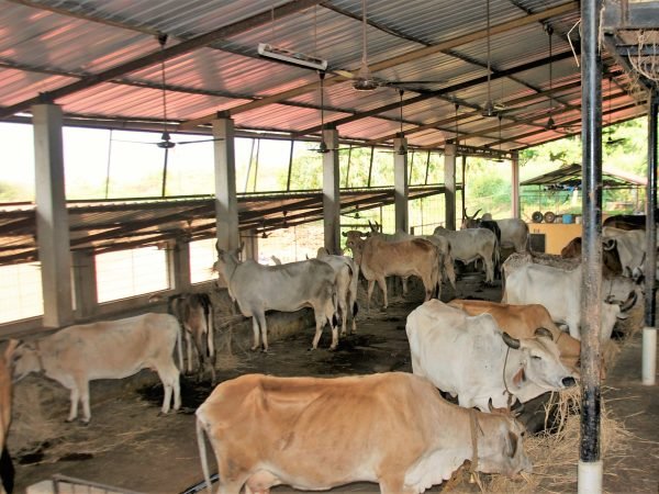 Cows Sheds Shelter to Save Indian Cows