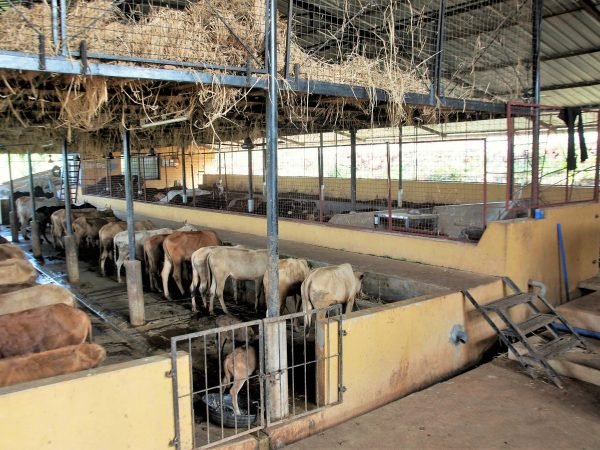 Surabhivana Cow Shelter
