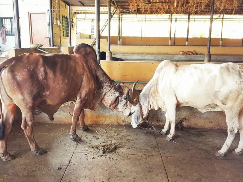 Indian Breed of Cows at Surabhivana
