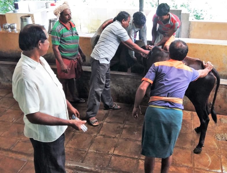 Vaccination of Cows at Surabhivana - 2